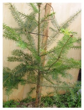 Fegeschutzpfahl PFISTO